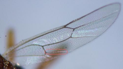 Zatypota bohemani